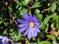 Balkan anemone blanda blooms in spring