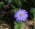 Balkan anemone, Grecian windflower or winter windflower, a lovely blue flower blooming early spring. Anemone blanda