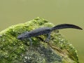 Balkan crested newt or Buresch`s crested newt Triturus ivanbureschi