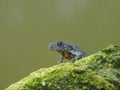 Balkan crested newt or Buresch`s crested newt Triturus ivanbureschi