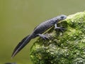 Balkan crested newt or Buresch`s crested newt Triturus ivanbureschi