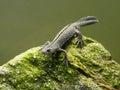 Balkan crested newt or Buresch`s crested newt Triturus ivanbureschi