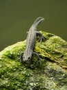 Balkan crested newt or Buresch`s crested newt Triturus ivanbureschi