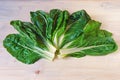 Balkan cuisine. Blitva  chard leaves  - popular leafy vegetables Royalty Free Stock Photo