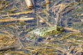 Balkan frog, Pelophylax kurtmuelleri