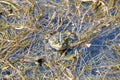 Balkan frog, Pelophylax kurtmuelleri