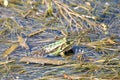 Balkan frog, Pelophylax kurtmuelleri