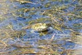 Balkan frog, Pelophylax kurtmuelleri