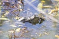 Balkan frog, Pelophylax kurtmuelleri