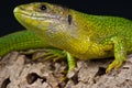 Balkan green lizard Royalty Free Stock Photo