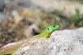 Balkan Green Lizard, Crete Royalty Free Stock Photo
