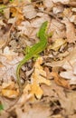 Balkan Green Lizard on dry leaves Royalty Free Stock Photo