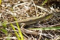 Balkan green lizard, Lacerta trilineata Royalty Free Stock Photo