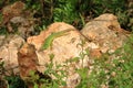 Balkan green lizard, Lacerta trilineata, Crete, Greece Royalty Free Stock Photo