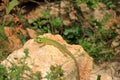 Balkan green lizard, Lacerta trilineata, Crete, Greece Royalty Free Stock Photo