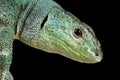 Balkan Green lizard Lacerta trilineata dobrogica Royalty Free Stock Photo