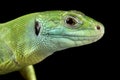 Balkan Green lizard Lacerta trilineata dobrogica Royalty Free Stock Photo