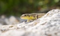 Balkan Green Lizard basking on rock Royalty Free Stock Photo