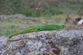 Balkan green lizard (Lacerta trilineata) Royalty Free Stock Photo