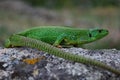 Balkan green lizard (Lacerta trilineata) Royalty Free Stock Photo