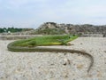 Balkan green lizard (Lacerta trilineata) Royalty Free Stock Photo