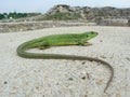 Balkan green lizard (Lacerta trilineata) Royalty Free Stock Photo