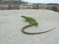 Balkan green lizard (Lacerta trilineata) Royalty Free Stock Photo