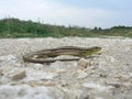 Balkan green lizard (Lacerta trilineata) Royalty Free Stock Photo