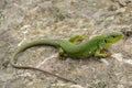 Balkan green lizard (Lacerta trilineata) Royalty Free Stock Photo