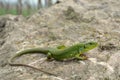 Balkan green lizard (Lacerta trilineata) Royalty Free Stock Photo