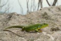 Balkan green lizard (Lacerta trilineata) Royalty Free Stock Photo