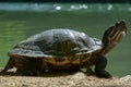 The Balkan pond turtle or Western Caspian turtle, Mauremys rivulata, resting next to the river at shunshine in spring