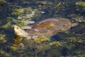Balkan Terrapin, Crete Royalty Free Stock Photo