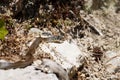 Balkan whip snake, Hierophis gemonensis Royalty Free Stock Photo