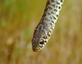 Balkan whip snake, Hierophis gemonensis, Coluber gemonensis Royalty Free Stock Photo