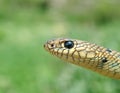 Balkan whip snake, Hierophis gemonensis, Coluber gemonensis Royalty Free Stock Photo