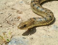 Balkan whip snake, Hierophis gemonensis, Coluber gemonensis Royalty Free Stock Photo