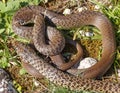 Balkan whip snake, Hierophis gemonensis, Coluber gemonensis Royalty Free Stock Photo