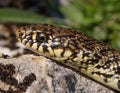 Balkan whip snake, Hierophis gemonensis, Coluber gemonensis Royalty Free Stock Photo