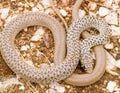 Balkan whip snake, Hierophis gemonensis, Coluber gemonensis Royalty Free Stock Photo