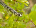 Balkan whip snake, Hierophis gemonensis, Coluber gemonensis Royalty Free Stock Photo