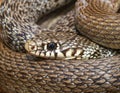 Balkan whip snake, Hierophis gemonensis, Coluber gemonensis Royalty Free Stock Photo