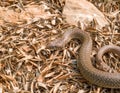 Balkan whip snake, Hierophis gemonensis, Coluber gemonensis Royalty Free Stock Photo