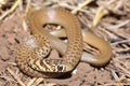 The Balkan whip snake (Hierophis gemonensis) juvenile in natural habitat Royalty Free Stock Photo