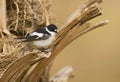 Balkanvliegenvanger, Semi-collared Flycatcher, Ficedula semitorquata