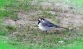 Balking wagtail bird on green grass, Lithuania