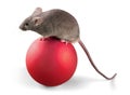 Gray mouse animal on ball on background