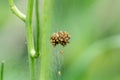 Ball of baby spiders Royalty Free Stock Photo