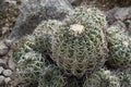 Ball cactus called in Latin Copiapoa coquimbana is a species of flowering plant in the family Cactaceae.