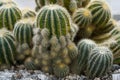 Ball cactus called in Latin parodia horstii is a species of flowering plant in the family Cactaceae, native to Brazil.